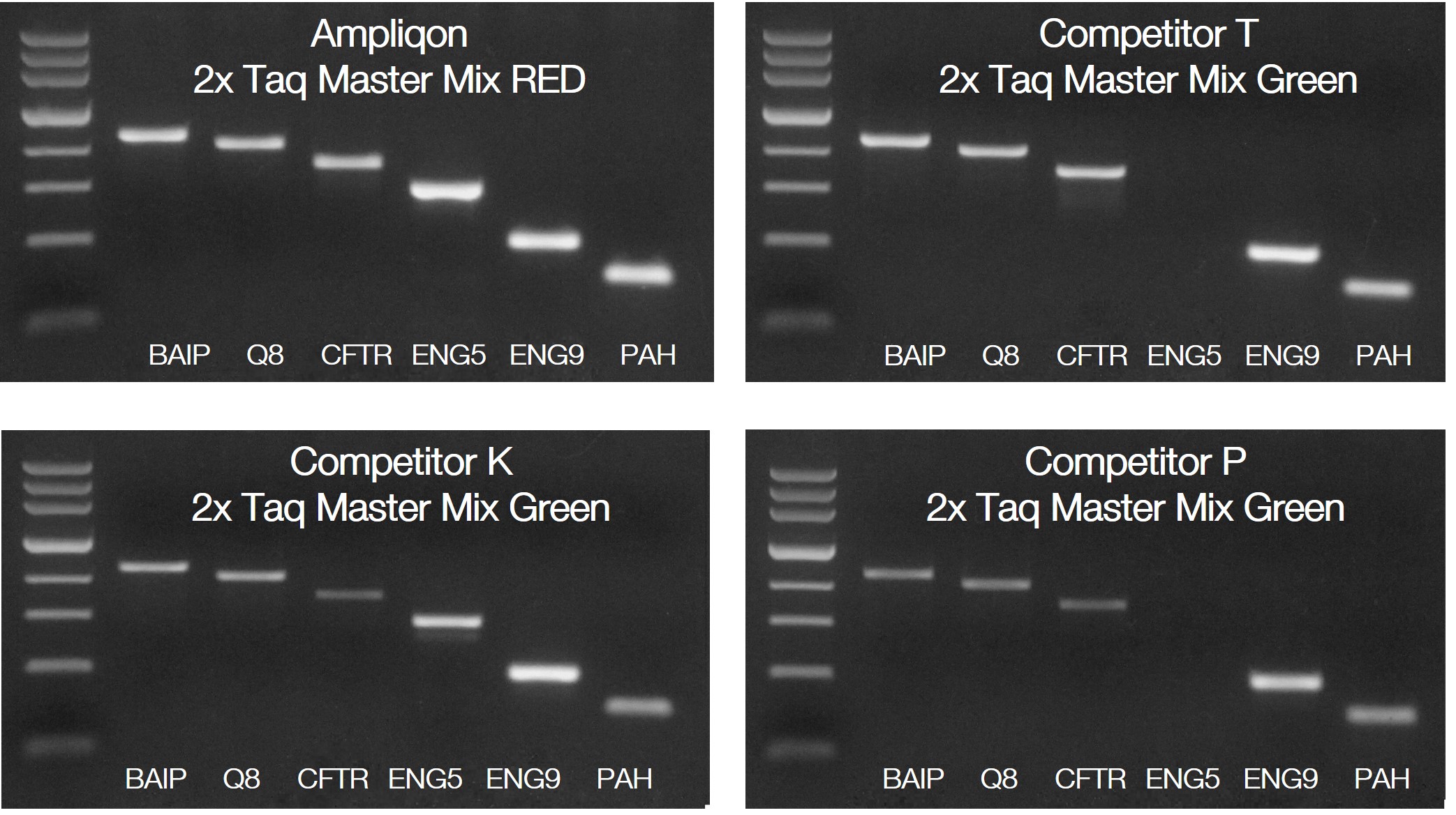 Taq DNA Polymerase Mix RED | For direct PCR