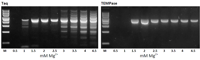 TEMPASE HOT START DNA POLYMERASE PROMOTES INCREASED SPECIFICITY AND YIELD