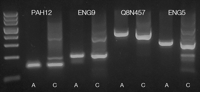 PERFORMANCE OF TEMPASE HOT START DNA POLYMERASE 2X MASTER MIX A
