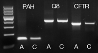 COMPARISON BETWEEN TAQ DNA POLYMERASE 2X MASTER MIX AND A COMPETITOR