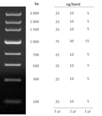 Example Pcr Ladder PCR DNA Ladder | Ampliqon