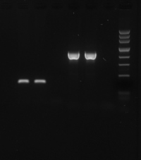 Red Taq Master Mix Pah Baip