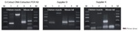 PERFORMANCE OF Q EXTRACT DNA EXTRACTION KIT COMPARED TO TWO EQUIVALENT PCR KITS FOR GENOTYPING