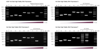 Coverage Aq97 Hot Start High Fidelity Dna Polymerase